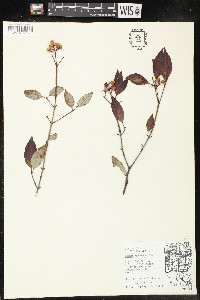 Cornus racemosa image