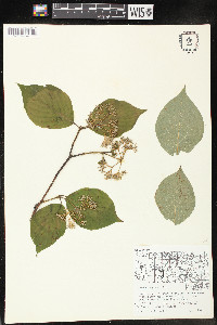 Cornus rugosa image