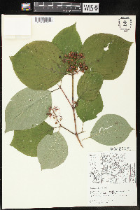 Cornus rugosa image