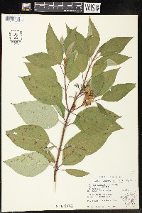 Cornus sericea subsp. sericea image