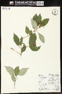 Cornus sericea subsp. sericea image