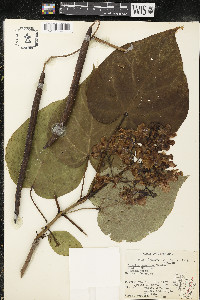 Catalpa speciosa image