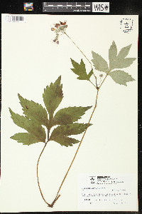 Hydrophyllum virginianum image