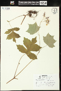 Hydrophyllum appendiculatum image