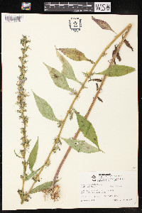 Campanulastrum americanum image