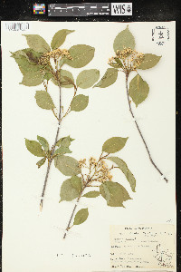 Viburnum lentago image