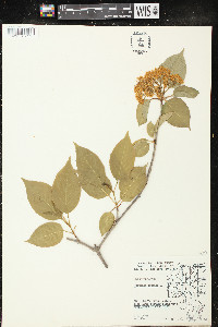 Viburnum lentago image