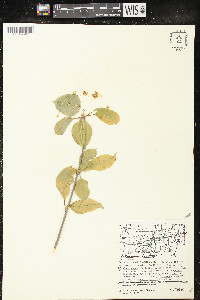 Viburnum lentago image