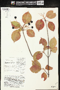 Viburnum lentago image