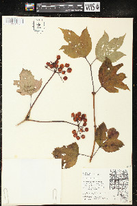 Viburnum opulus image