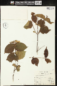 Viburnum rafinesqueanum image