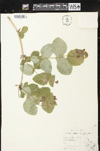 Lonicera reticulata image