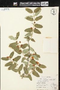 Lonicera tatarica image