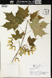 Acer nigrum image