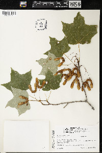 Acer nigrum image