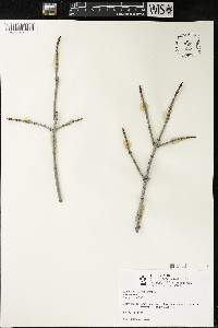Acer saccharum var. saccharum image
