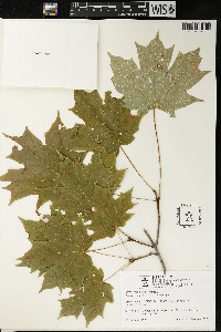 Acer saccharum var. saccharum image