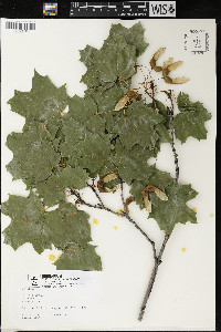 Acer saccharum var. saccharum image