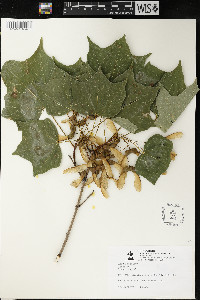 Acer saccharum var. saccharum image