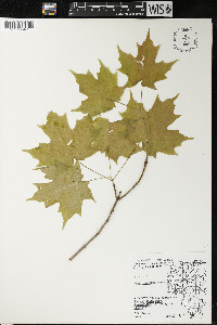 Acer saccharum var. saccharum image