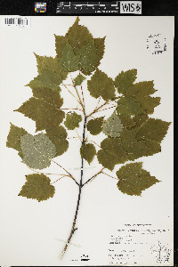 Acer spicatum image