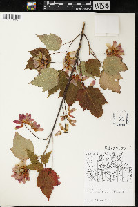 Acer spicatum image