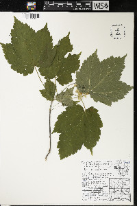 Acer spicatum image