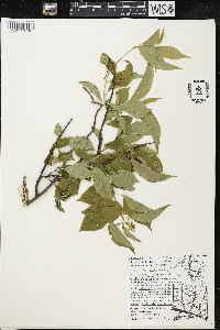 Celastrus scandens image