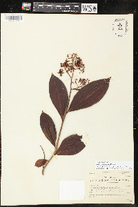 Ardisia compressa image