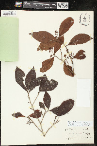 Ardisia guianensis image