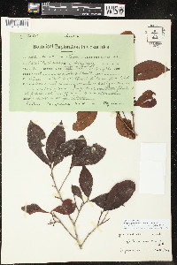 Ardisia guianensis image