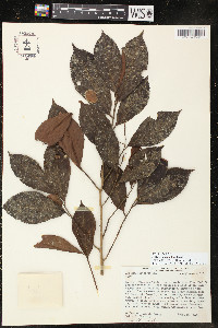 Ardisia subcrenulata image