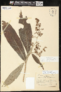 Ardisia nigropunctata image