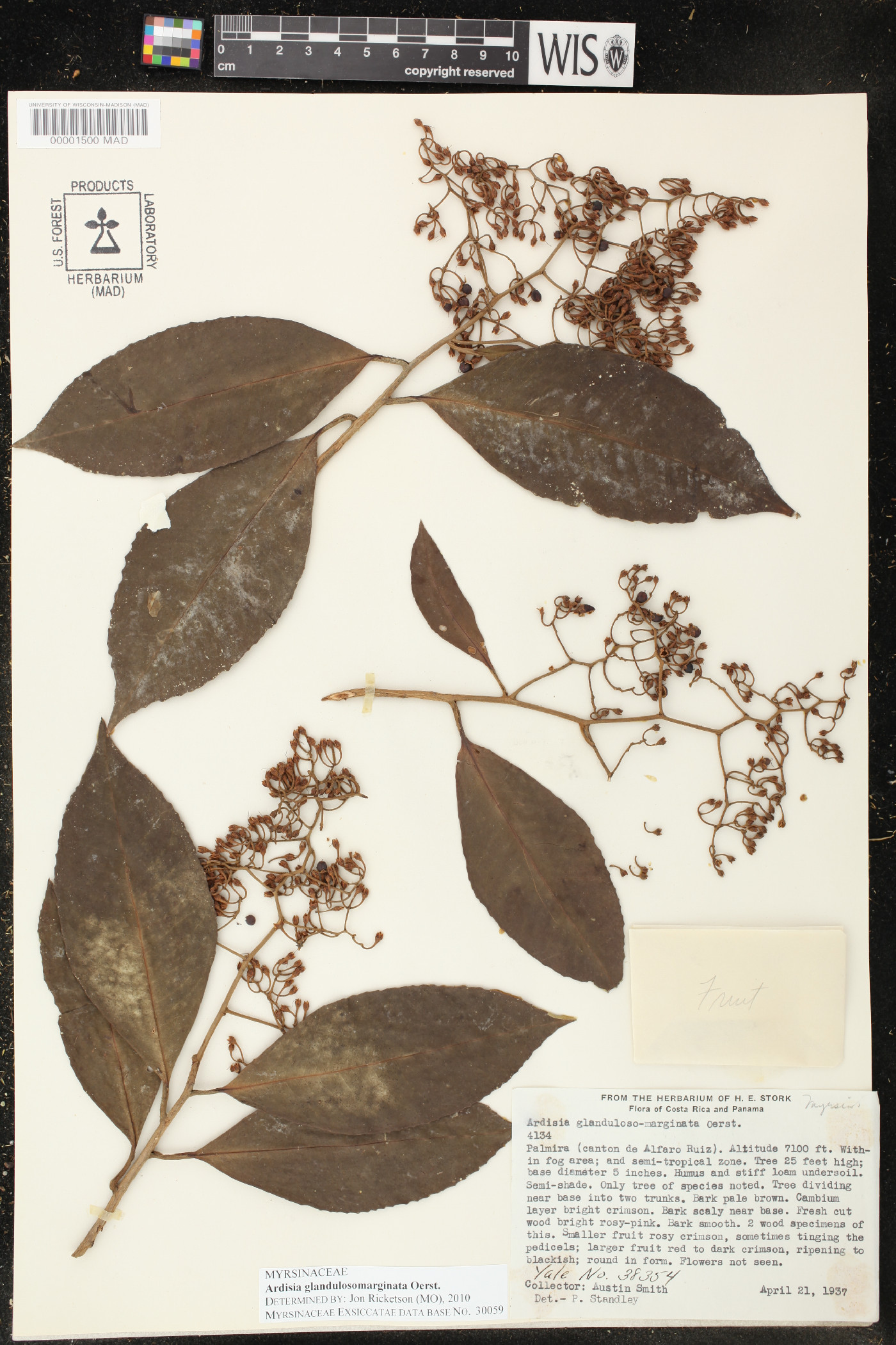 Ardisia glandulosomarginata image