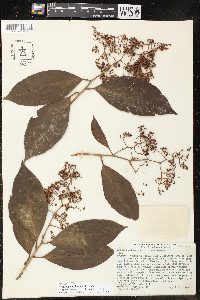 Ardisia glandulosomarginata image