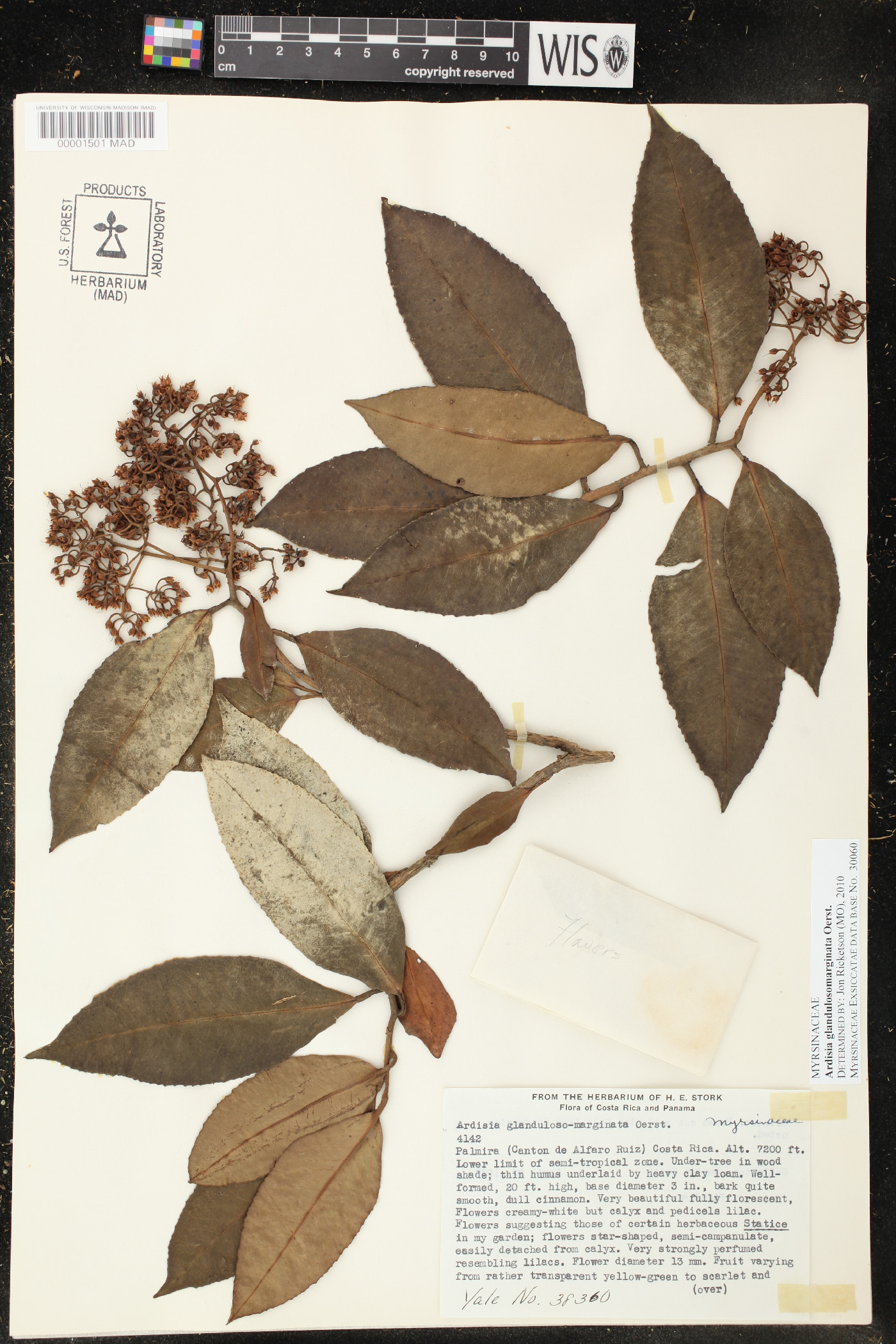Ardisia glandulosomarginata image
