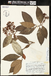 Ardisia glandulosomarginata image