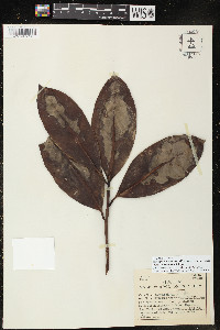 Stylogyne turbacensis subsp. laevis image