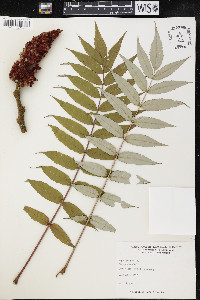 Rhus typhina image