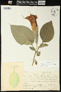Brugmansia × candida image