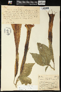 Brugmansia versicolor image