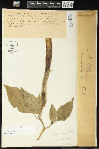 Brugmansia versicolor image