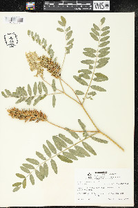 Astragalus canadensis image