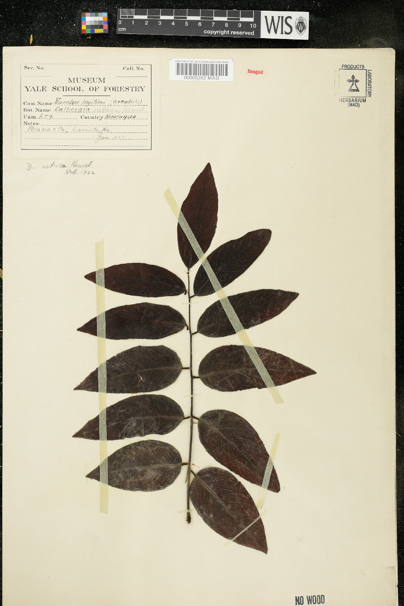 Dalbergia retusa image