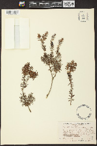 Styphelia tameiameiae image