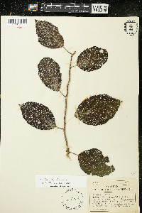 Cordia dentata image