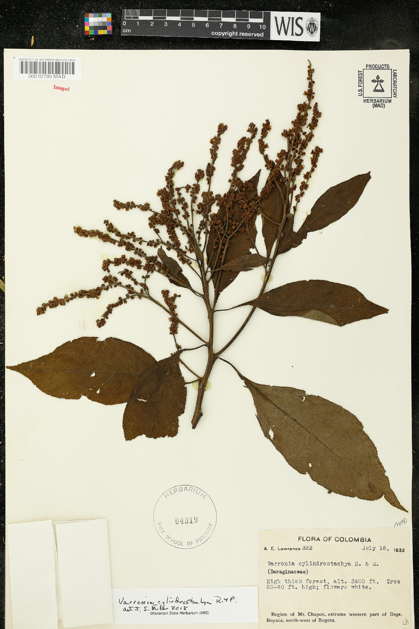 Varronia cylindristachya image