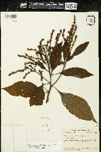 Varronia cylindristachya image