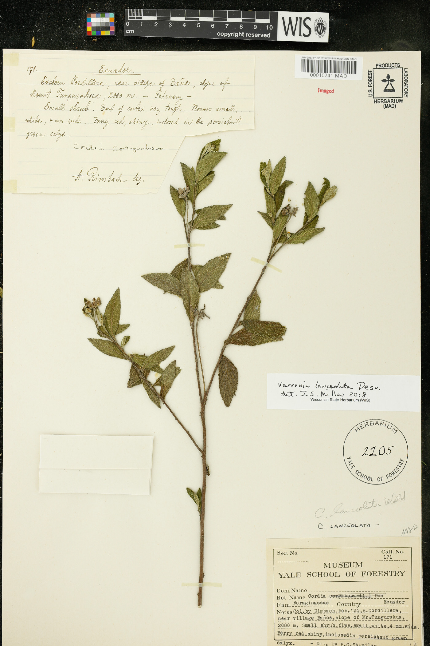 Varronia lanceolata image