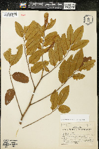 Dalbergia tucurensis image